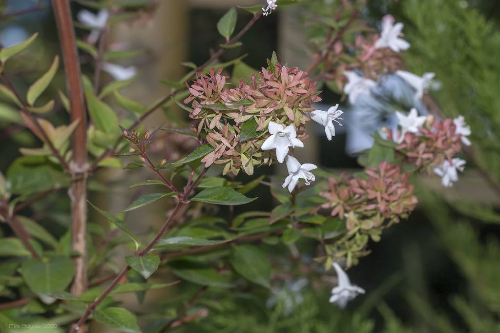 Abelia × grandiflora - Абелия крупноцветковая