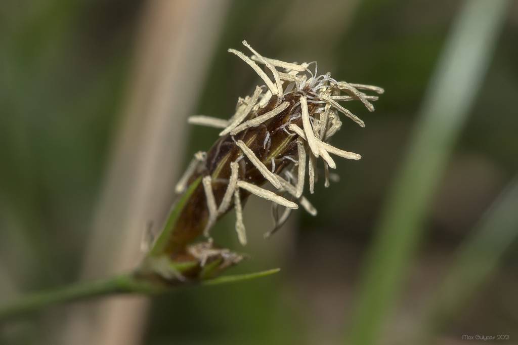 Carex halleriana - Осока Галлера