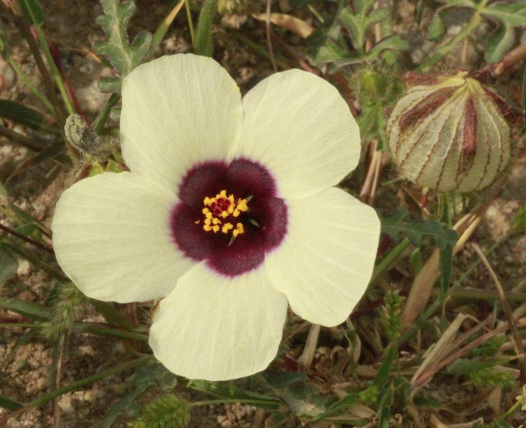 Hibiscus trionum - Гибискус тройчатый или северный
