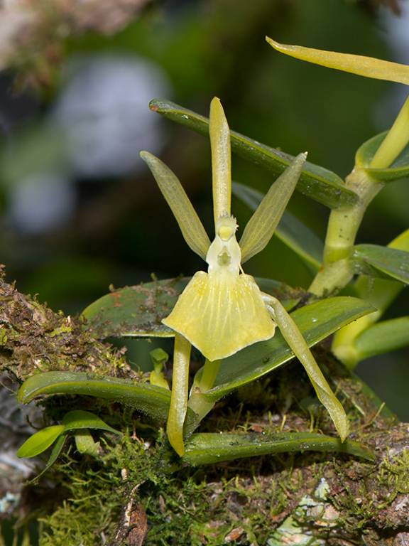 Epidendrum tobarii