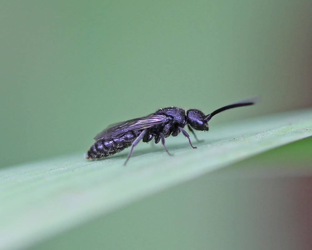 Hymenoptera41