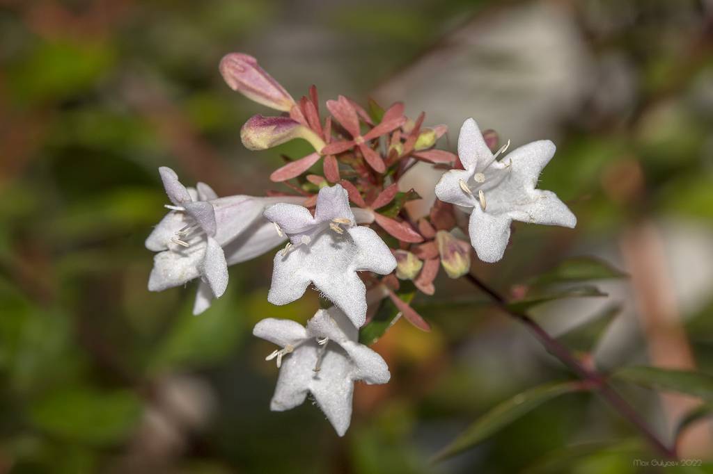 Abelia × grandiflora - Абелия крупноцветковая