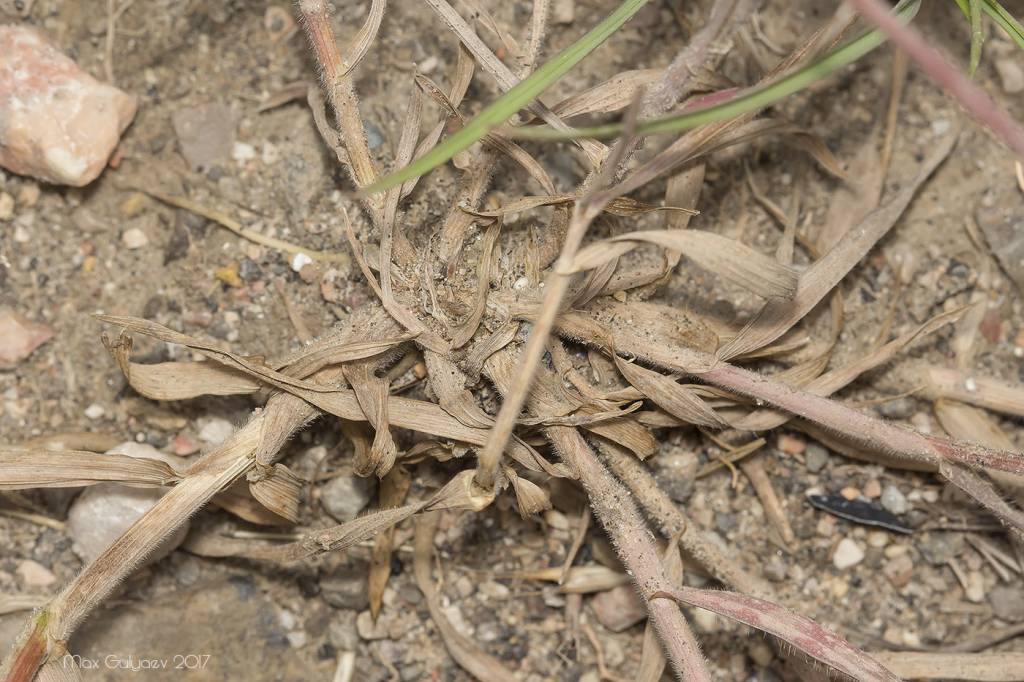 Bromus arvensis - Костёр полевой