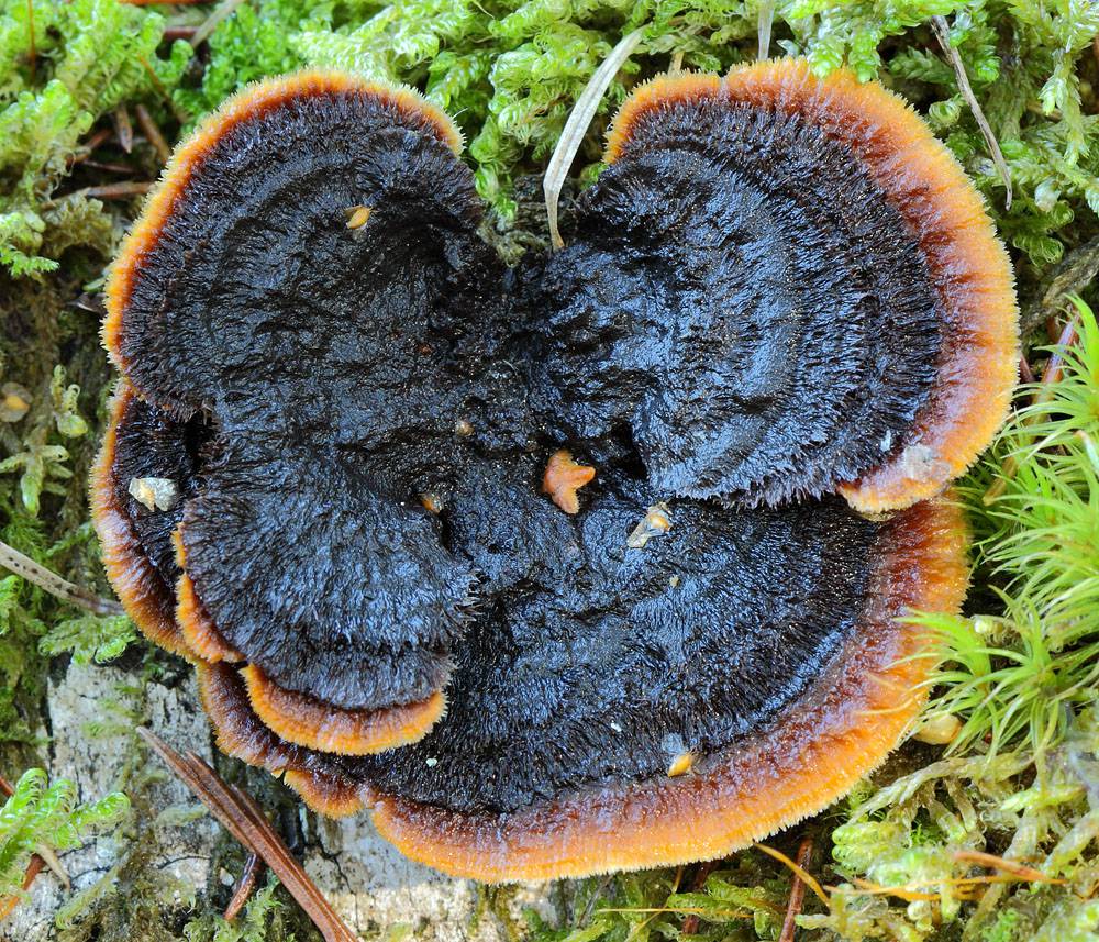 Заборный гриб Gloeophyllum sepiarium