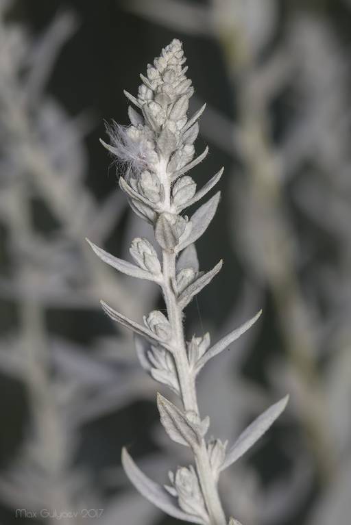 Artemisia ludoviciana - Полынь Пурша, Полынь Людовика