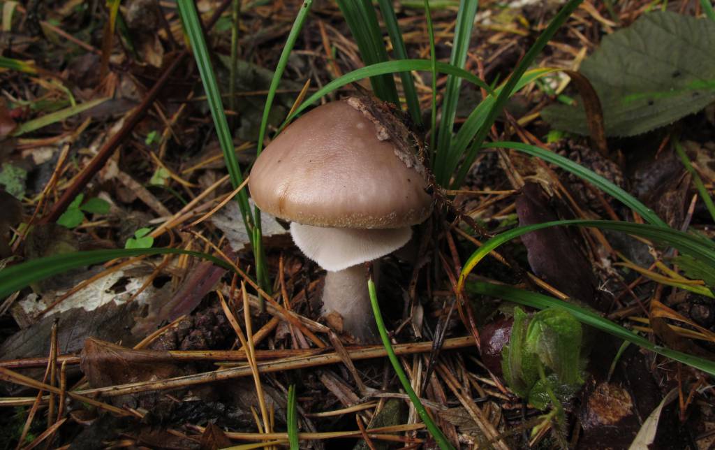 Amanita porphyria - Мухомор порфировый, Мухомор серый