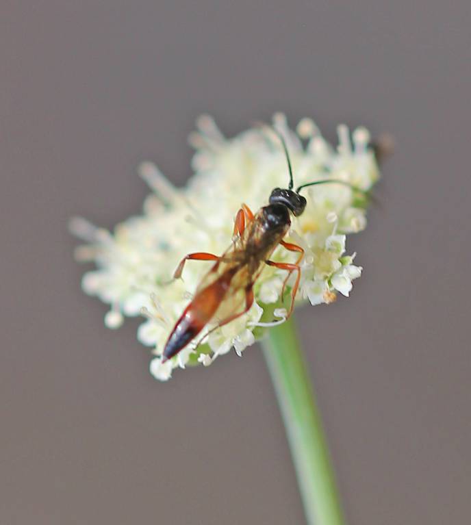 Ichneumonidae1501