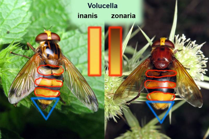 Syrphidae: Volucella inanis/zonaria