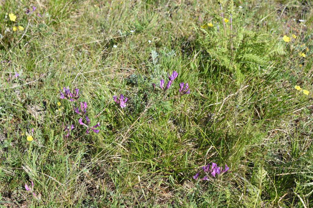 Astragalus suffruticosus - Астрагал полукустарниковый