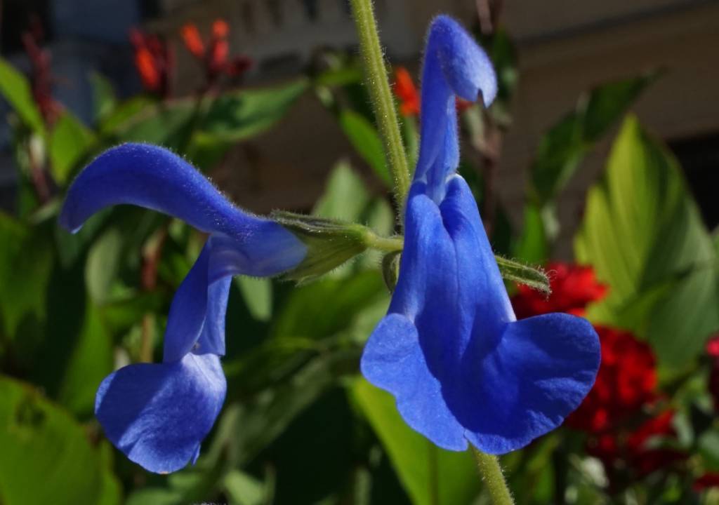 Salvia patens - Шалфей отклонённый