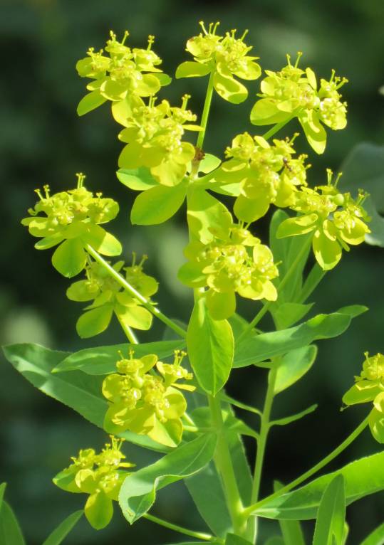 Euphorbia esula subsp. esula