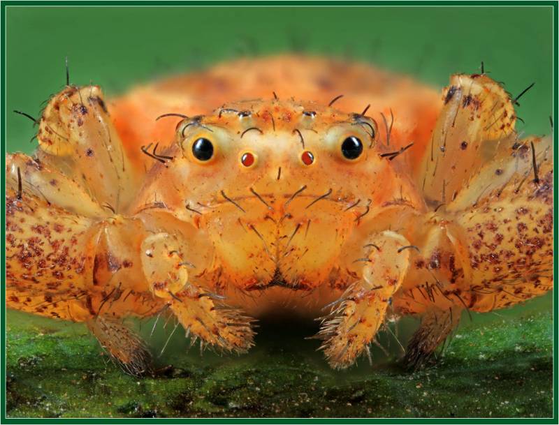Улыбающийся паук
