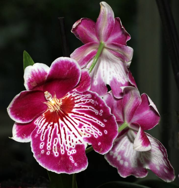Выставка орхидей в "Аптекарском огороде"