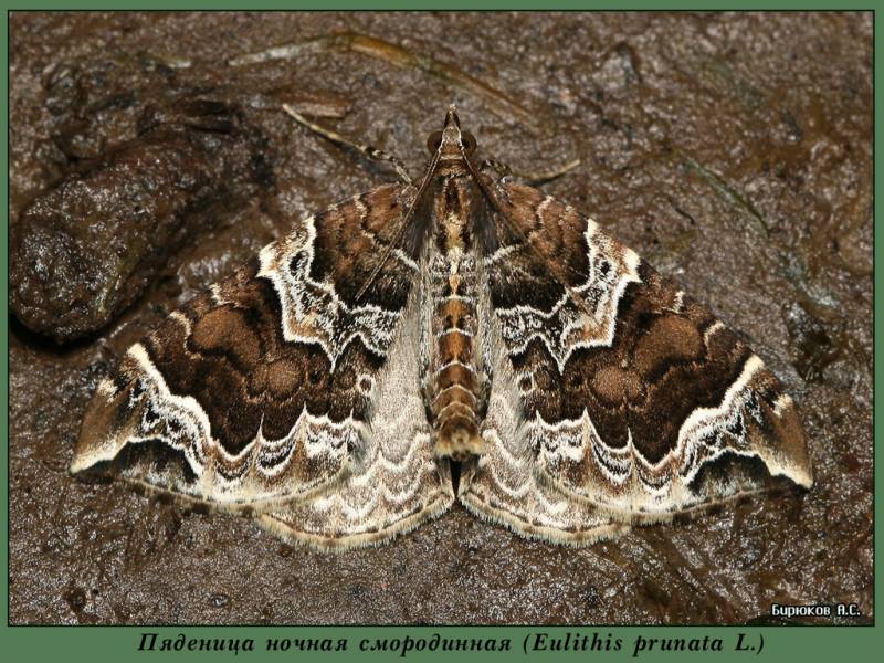 Eulithis prunata - Пяденица ночная смородинная