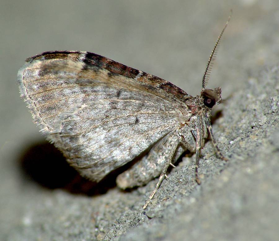 Xanthorhoe spadicearia - Пяденица-цидария коричневая