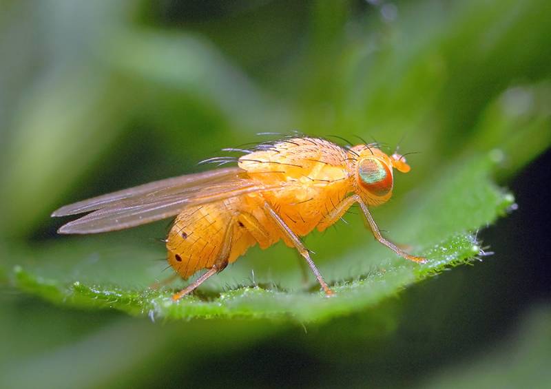 Sapromyza