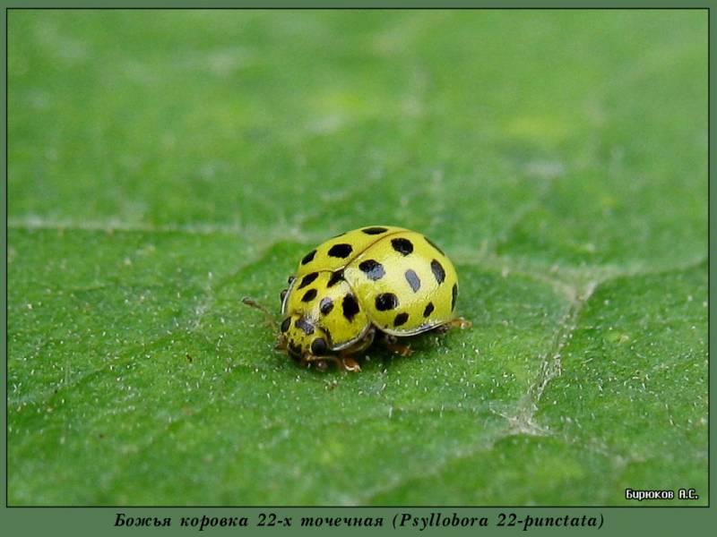 Psyllobora vigintiduopunctata - Псиллобора двадцатидвухточечная