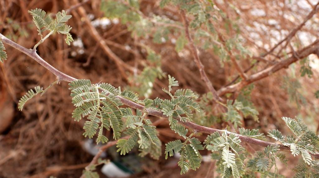 Acacia pachyceras - Акация толсторогая