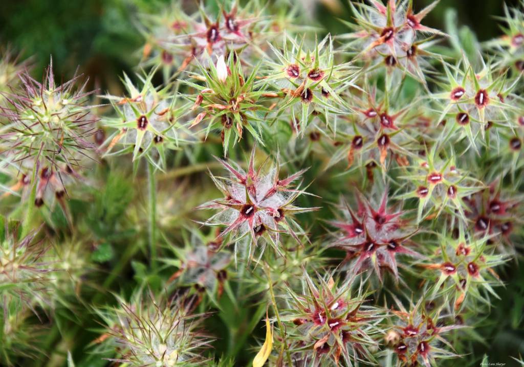 Trifolium stellatum - Клевер звёздчатый