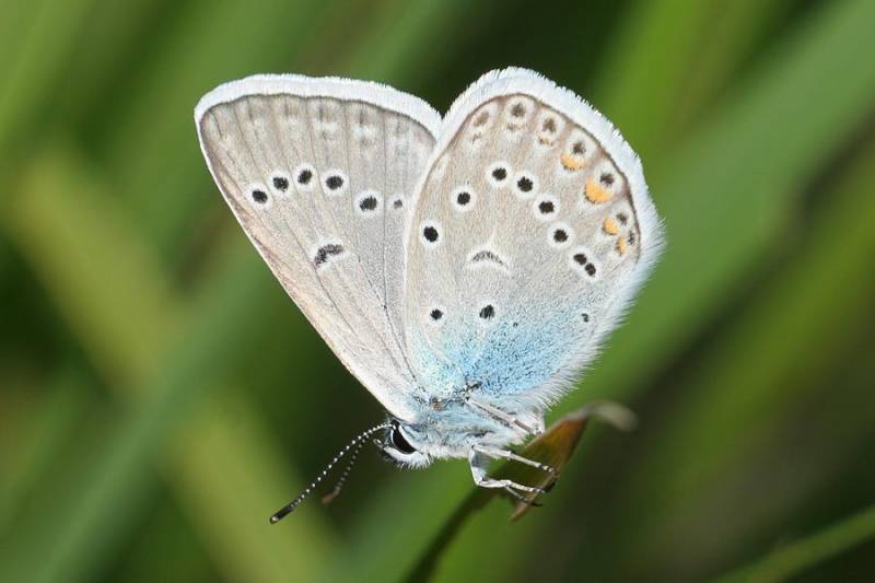 Polyommatus amandus - Голубянка Аманда (милая, быстрая)