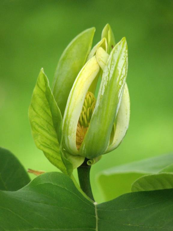 Magnolia acuminata - Магнолия длиннозаострённая
