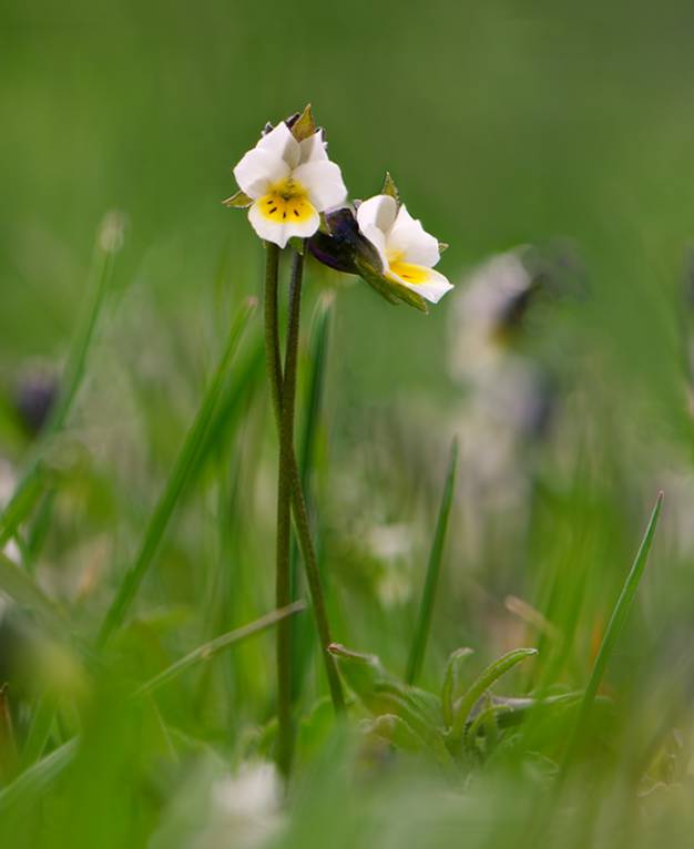 Viola arvensis - Фиалка полевая
