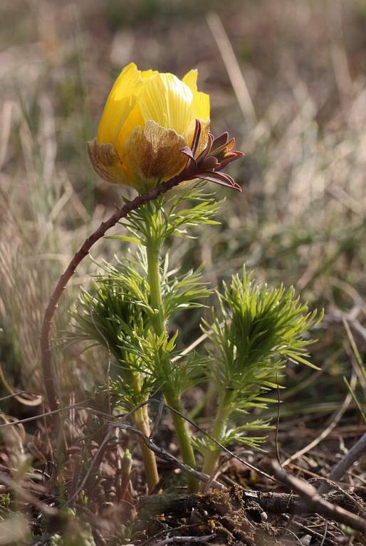 Adonis vernalis - Адонис или горицвет весенний