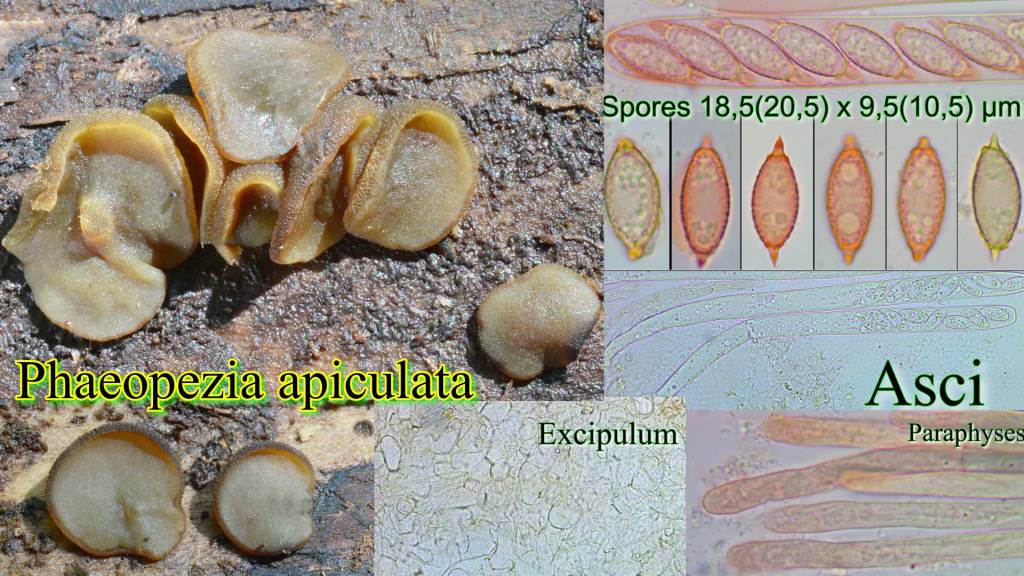 Phaeopezia apiculata
