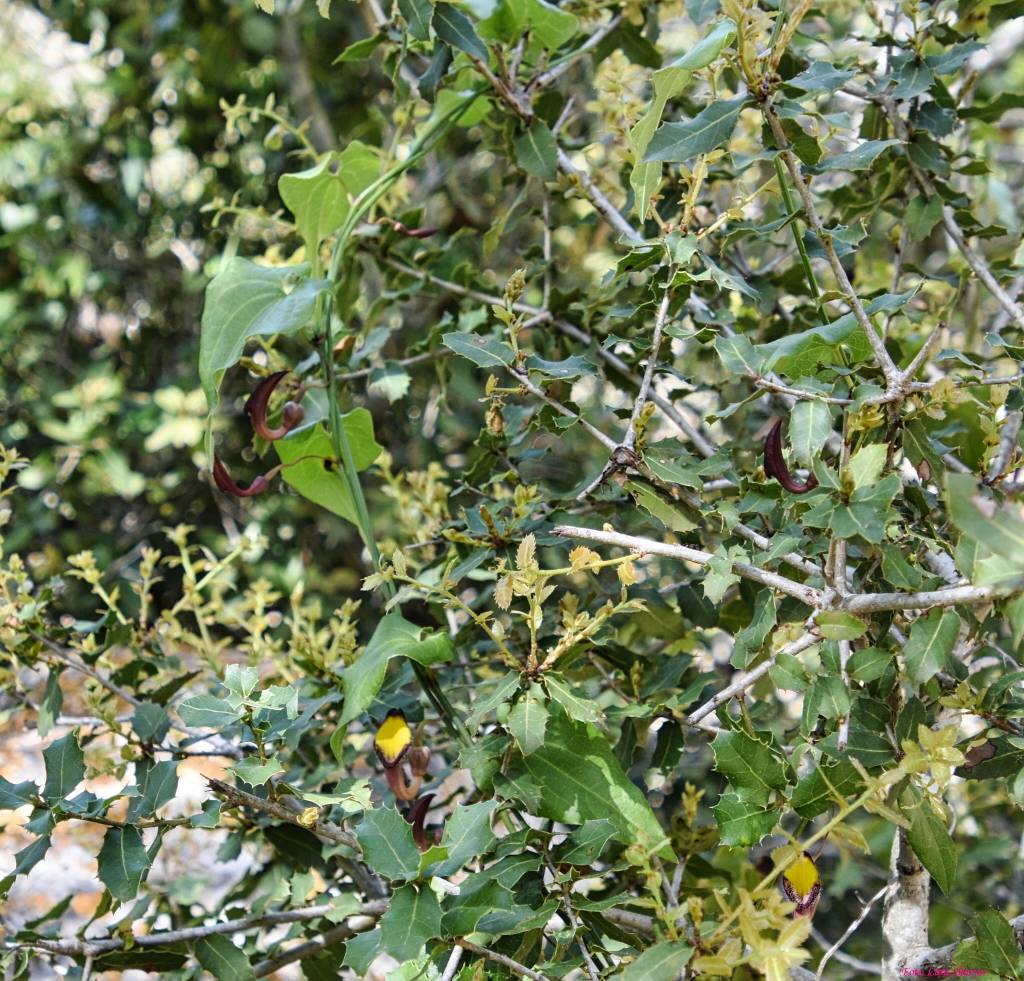 Aristolochia sempervirens - Кирказон вечнозелёный