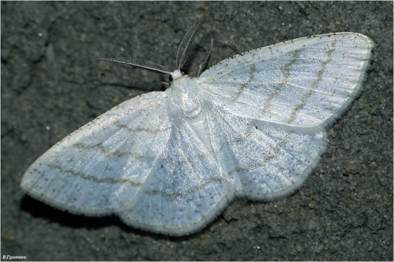 Cabera pusaria - Пяденица бледная (березовая белая)