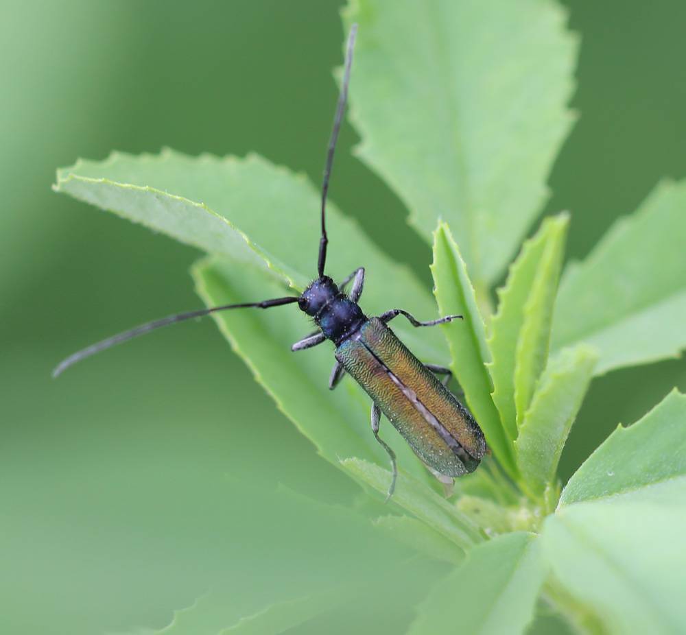 Cerambycidae2