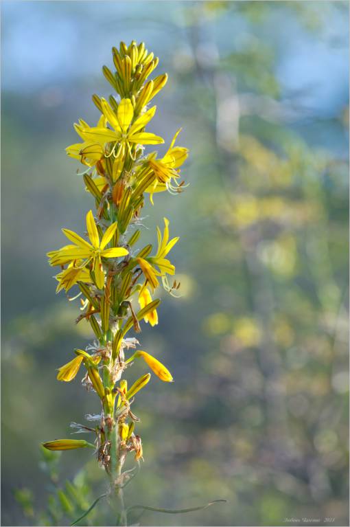Asphodeline lutea - Асфоделина жёлтая