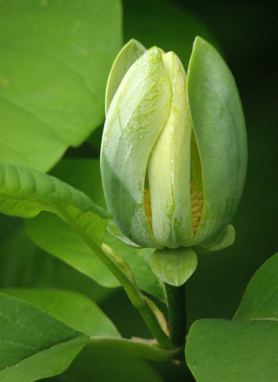Magnolia acuminata - Магнолия длиннозаострённая