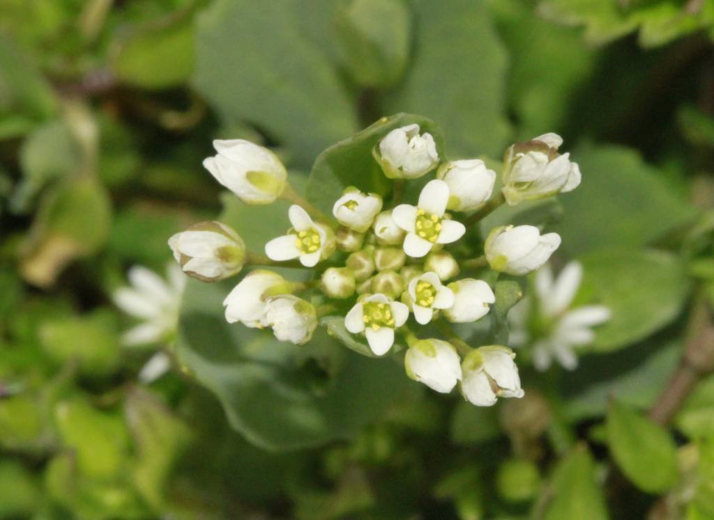 Microthlaspi perfoliatum - Яруточка пронзённолистная
