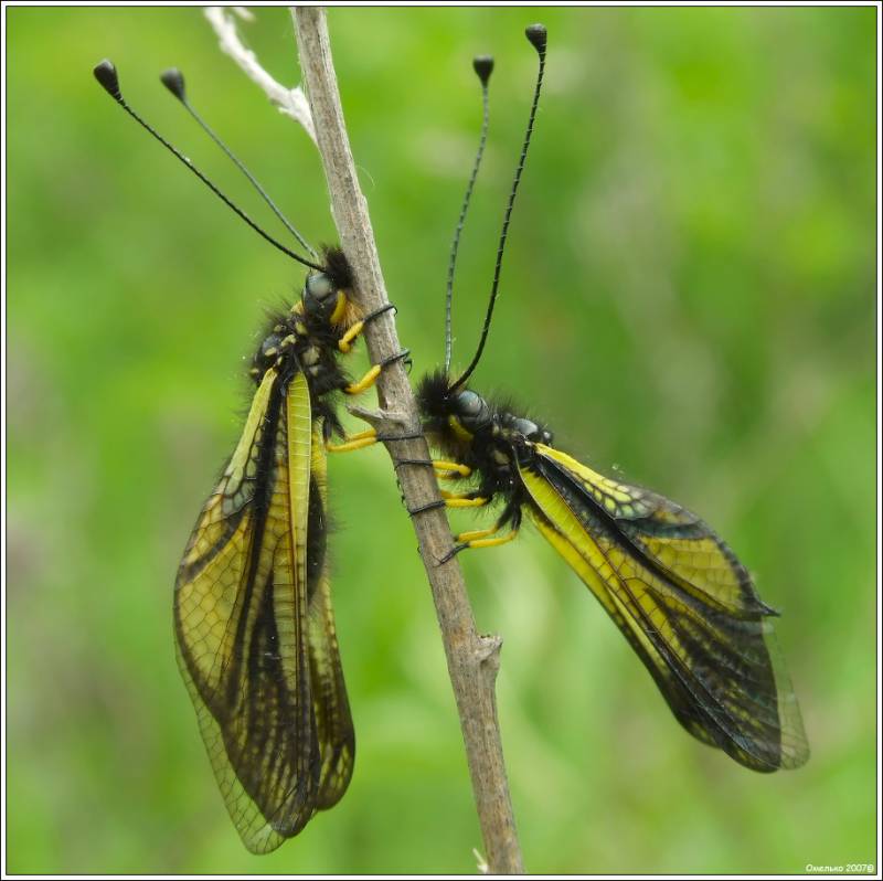 Libelloides sibiricus - Аскалаф сибирский