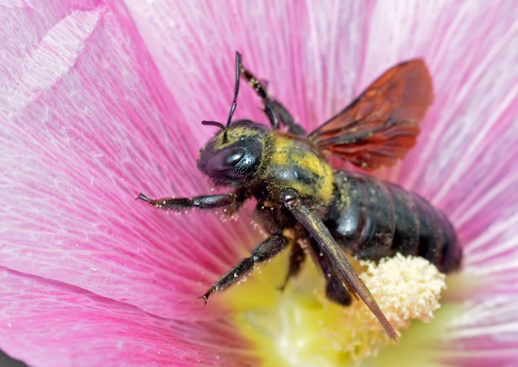 Xylocopa valga - Пчела-плотник