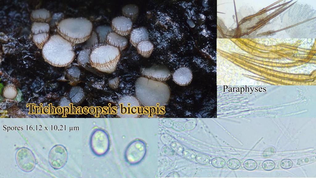 Trichophaeopsis bicuspis
