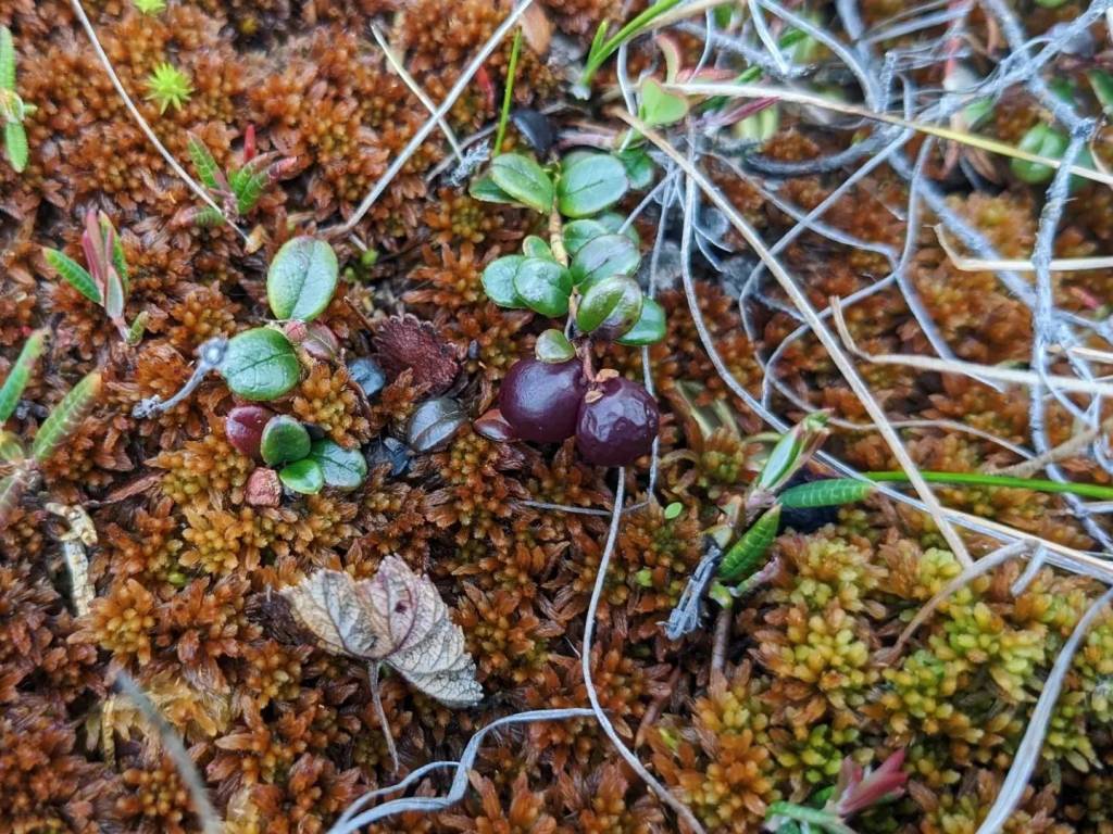 Vaccinium vitis-idaea - Брусника обыкновенная