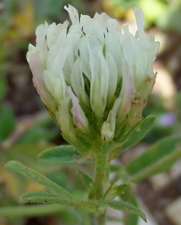 Trifolium alexandrinum