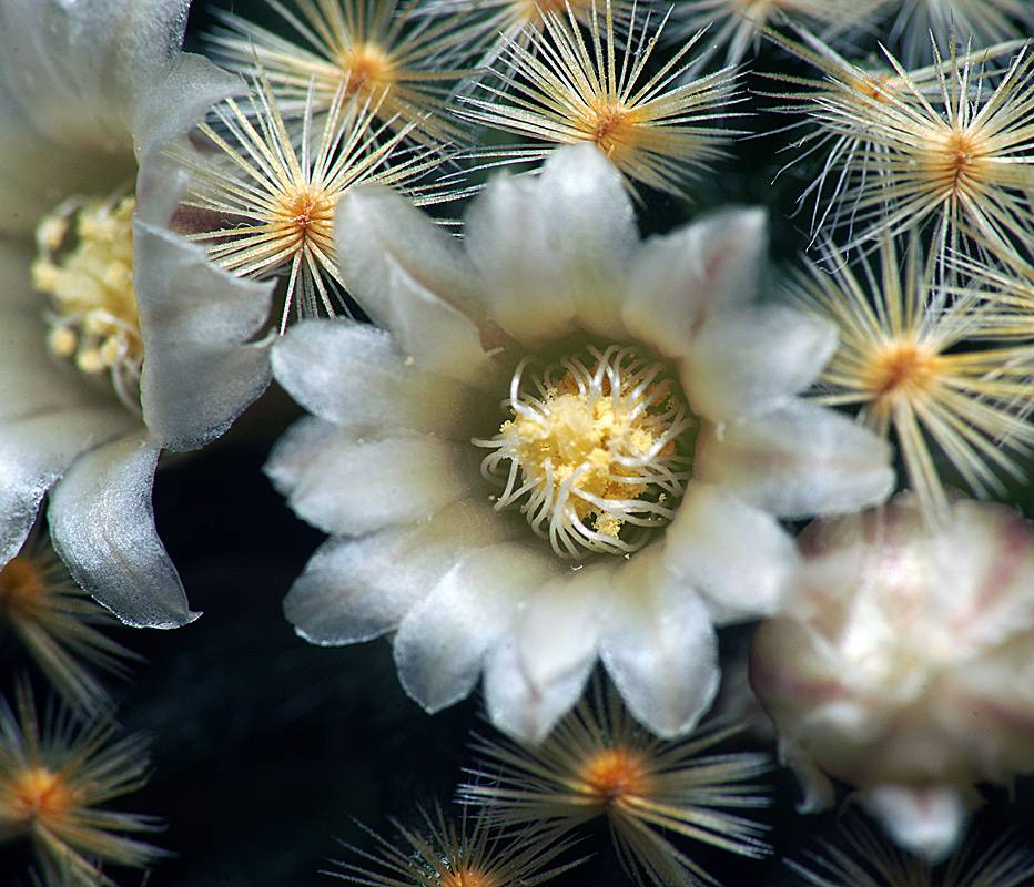 Mammillaria schiedeana - Маммиллярия Шиде