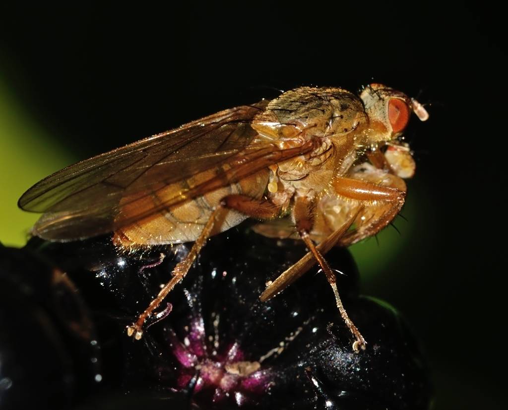 Сон муха большая. Муха (насекомое) Двукрылые. Питание двукрылых насекомых. Двукрылые паразиты. Вид пищи мухи.
