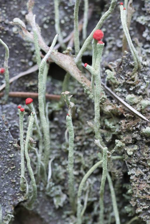 Cladonia macilenta - Кладония тощая