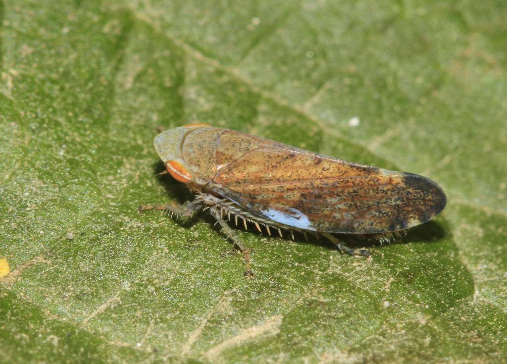 Fieberiella septentrionalis