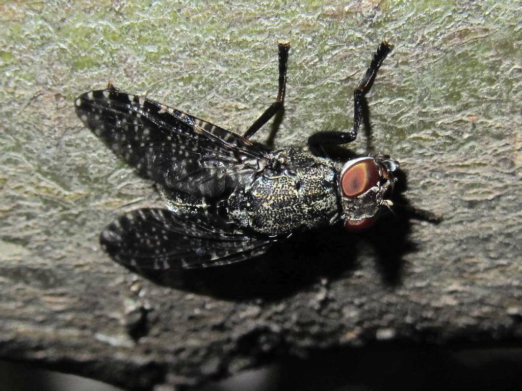 1_Diptera_Platystomatidae_071_