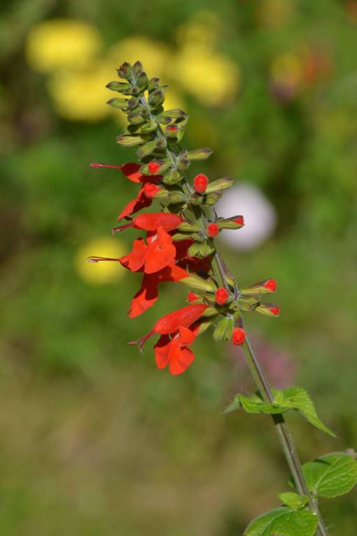 Salvia coccinea - Шалфей ярко-красный