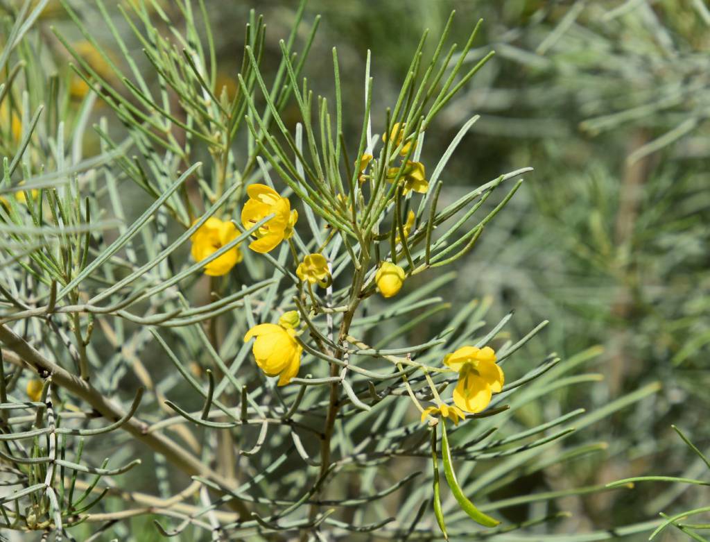 Senna artemisioides - Сенна полыновидная, Кассия полыневидная