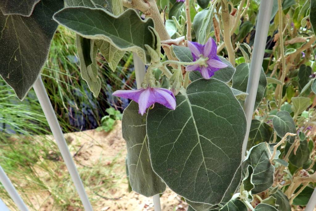 Solanum incanum - Паслён седой