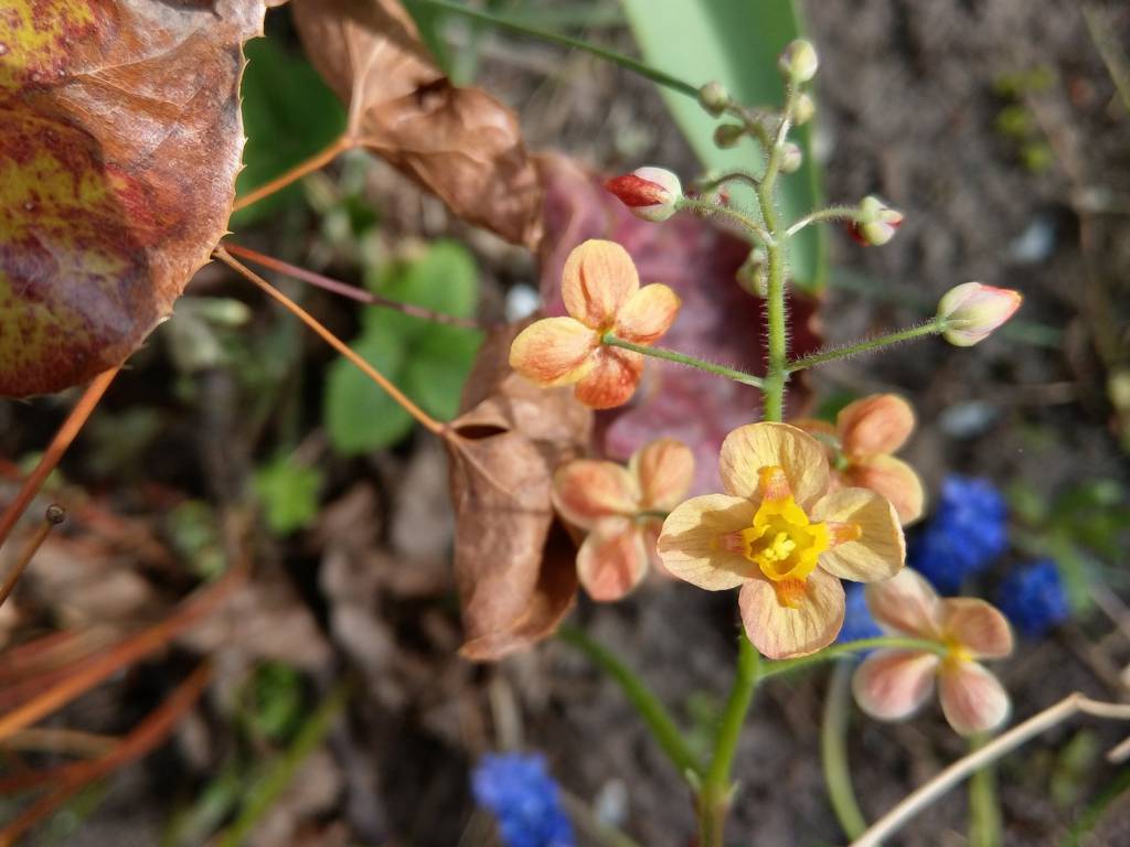 Epimedium × warleyense - Горянка варлийская