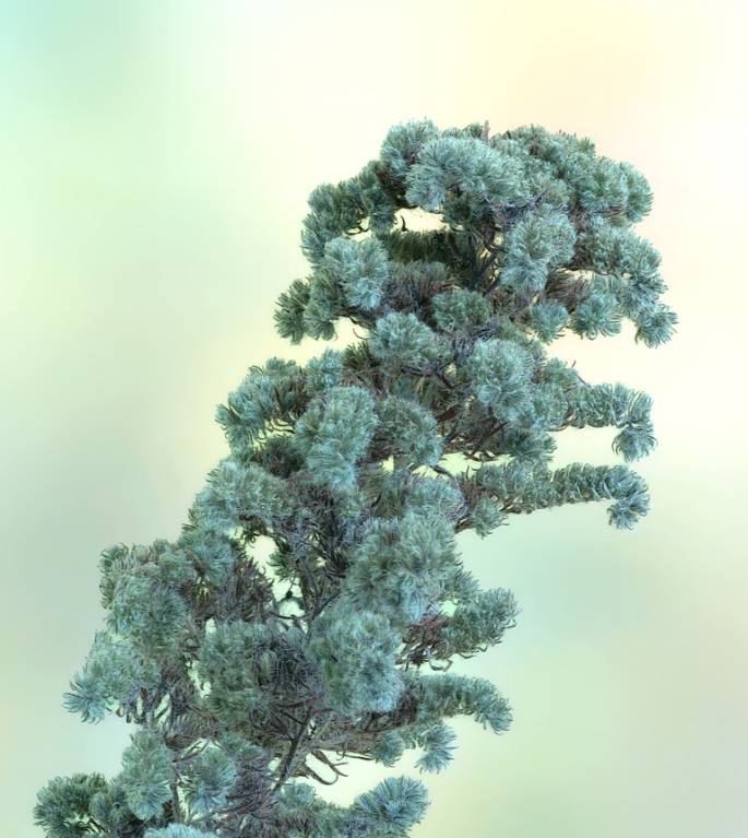 Echium vulgare - Синяк обыкновенный
