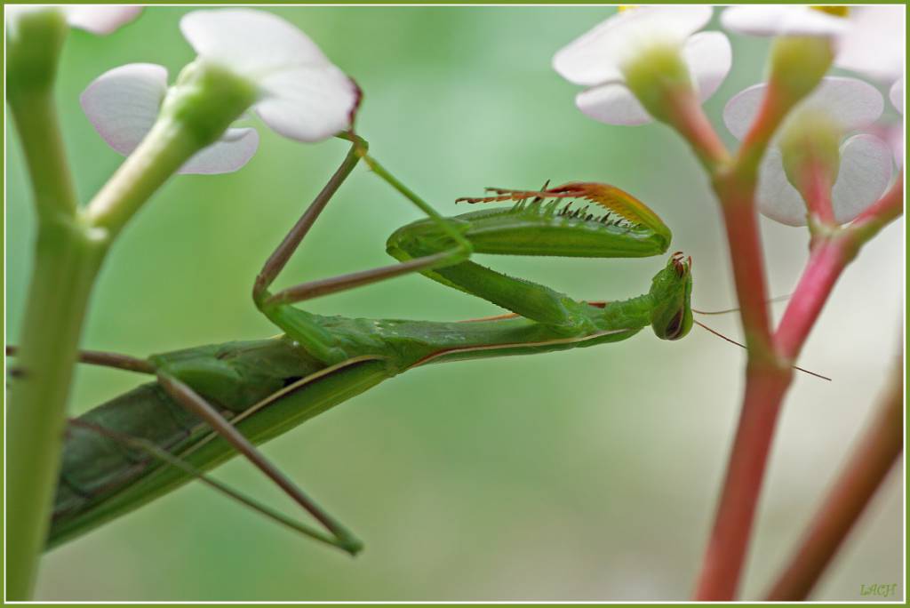 Mantis religiosa - Богомол обыкновенный